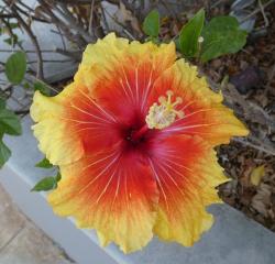 Colorful hibiscus flower
